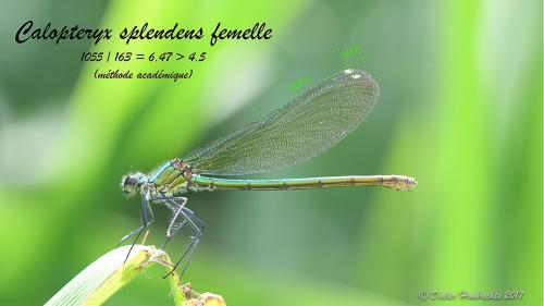 Calopteryx sp.